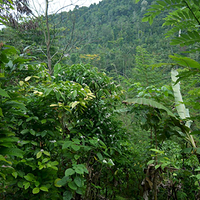 Photo de Bali - Autour de Munduk